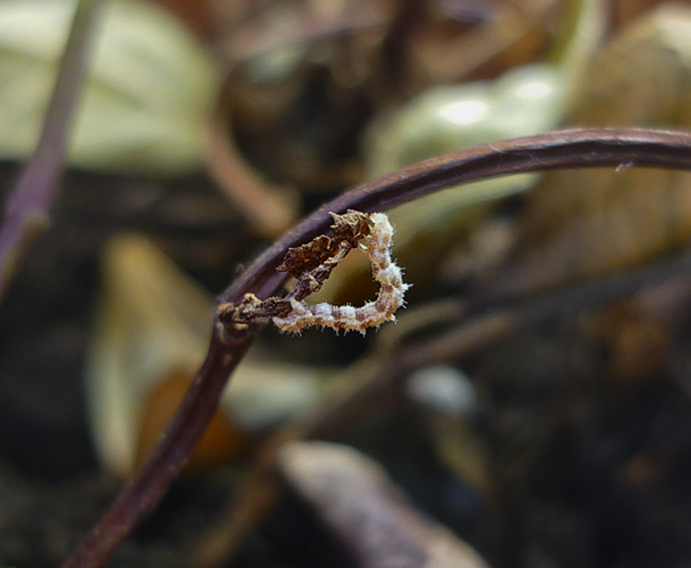 Domanda su Geometridi